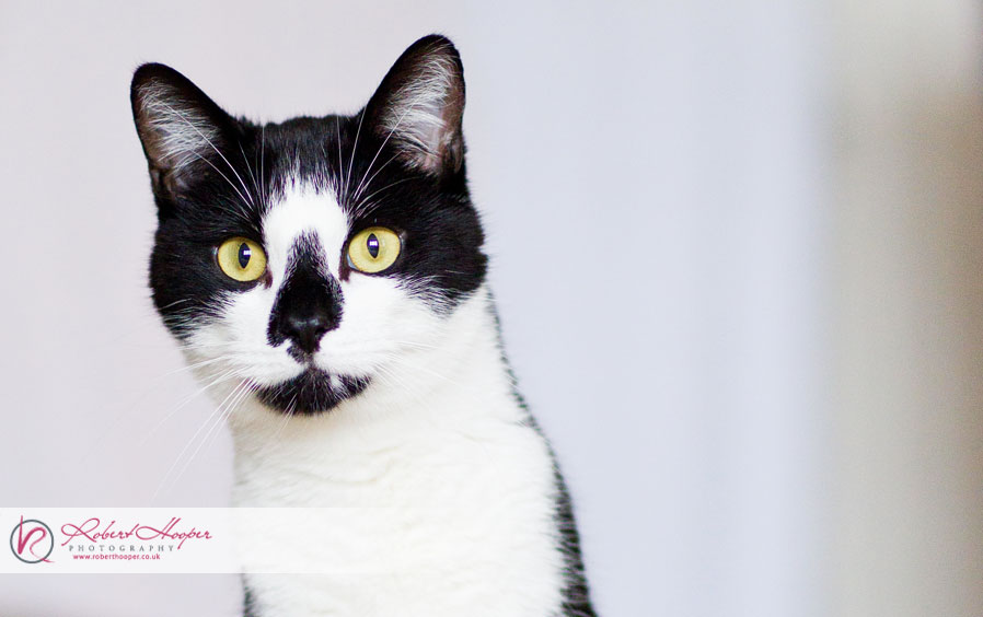 Cat photography in Surrey 0611-CA-0060