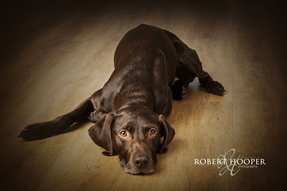 german short haired pointer