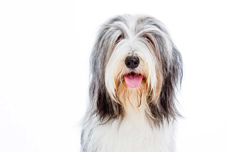 Studio-dog-photographer-West-Sussex