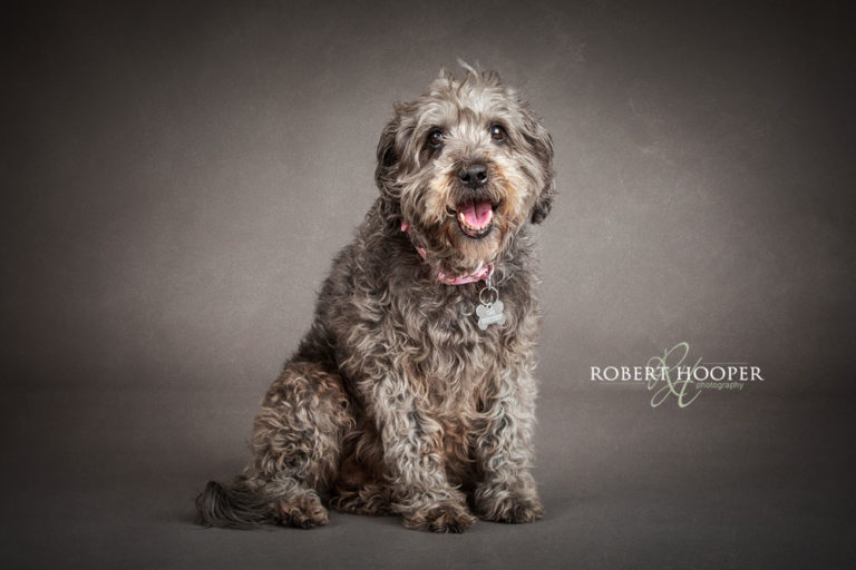 West Sussex Dog portraits
