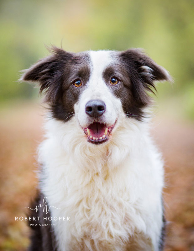 Outdoor Dog Photography Sussex